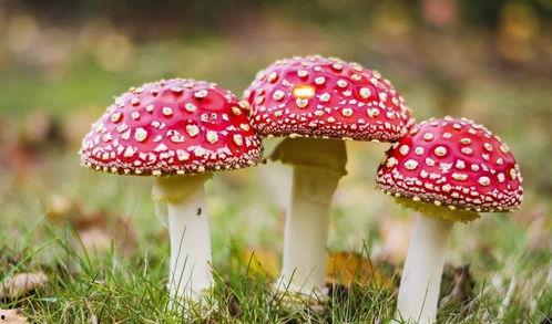 官网黑料吃瓜蘑菇视频,官方幕后真相大起底